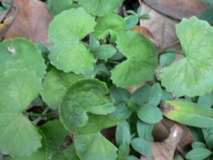 ��ѩ�ݵĹ�Ч������