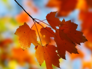 �＾Ҫ����