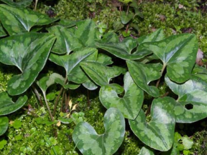 �ź�Ĺ�Ч������