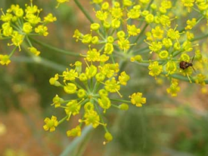 С����Ĺ�Ч������