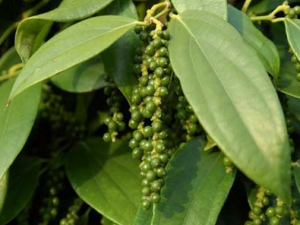 �����Ĺ�Ч������