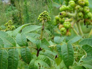 �����ǵĹ�Ч������