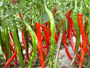 �����Ĺ�Ч������