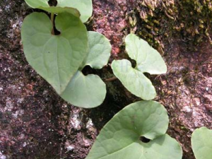 ϸ���Ĺ�Ч������