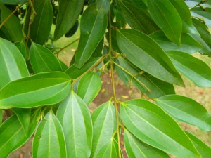 ���Ĺ�Ч������