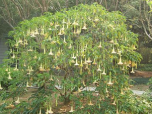 ��ҩ�����޵�ҩ��