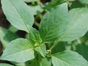 ����Ĺ�Ч������