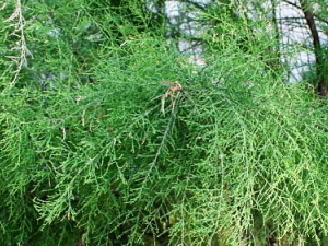 ɽ�����Ĺ�Ч������