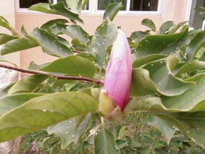 ���ĵĹ�Ч������