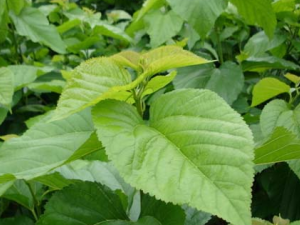 ɣҶ�Ĺ�Ч������