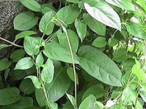 ��ë��ʸ�ٵĹ�Ч������