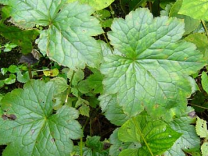 ����Ĺ�Ч������