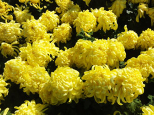 ��ҩ�������������