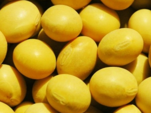 �＾������ʲô��