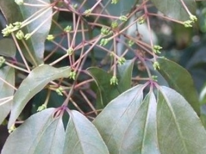 ���ݻ����Ĺ�Ч������