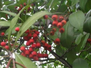 ��Ҷʯ骵Ĺ�Ч������