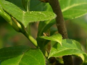 ����ɽ�Ĺ�Ч������