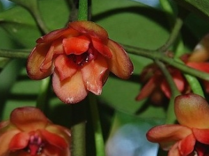 �춾��Ĺ�Ч������