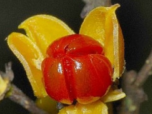 ��������ٵĹ�Ч������