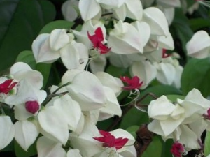 ��������Ĺ�Ч������