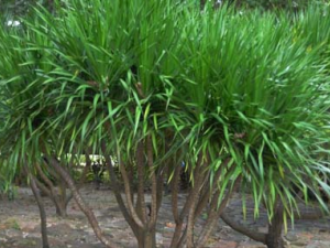 Ѫ�ߵĹ�Ч������