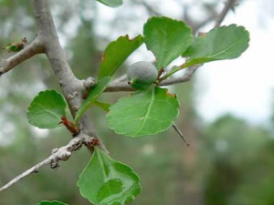 ûҩ�Ĺ�Ч������