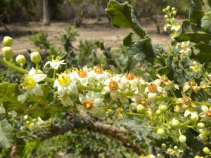 ����Ĺ�Ч������