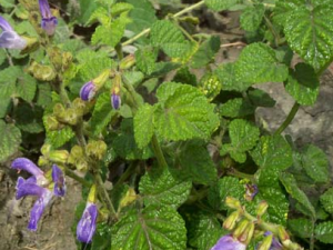 ���ε������빦Ч