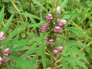 ��ĸ�ݵĹ�Ч������