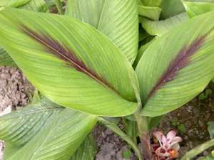 ݭ���Ĺ�Ч������