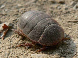 �����Ĺ�Ч������