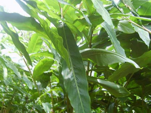 �ݹ��Ĺ�Ч������