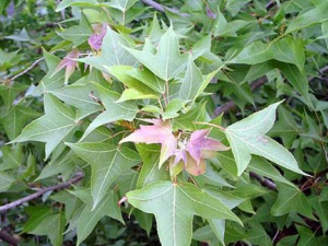 ��Ϣ��Ĺ�Ч������