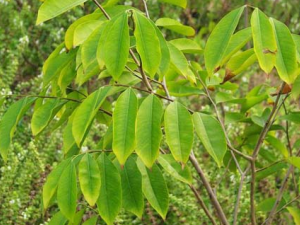 ٤���Ĺ�Ч������