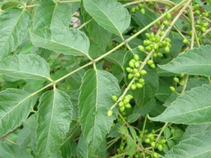 ���ѵĹ�Ч������