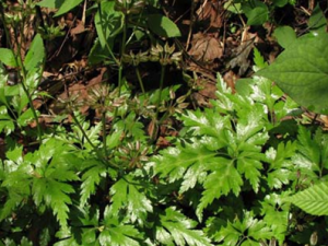 �����Ĺ�Ч������