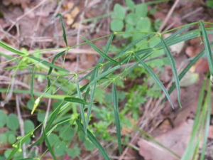 �쳤��Ĺ�Ч������