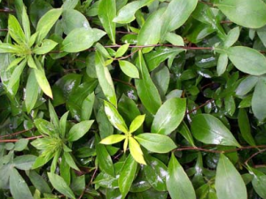 �����Ĺ�Ч������