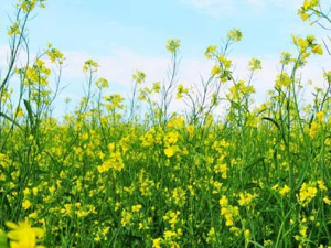 �׽��ӵĹ�Ч������