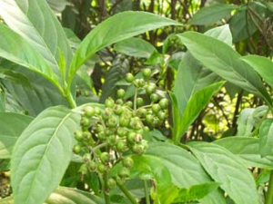 ��ɽ�Ĺ�Ч������