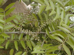 �������Ĺ�Ч������