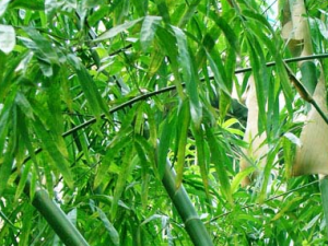 ���ûƵĹ�Ч������