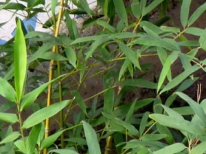 �����Ĺ�Ч������