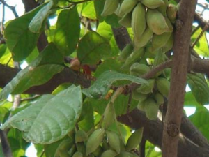 �ִ󺣵Ĺ�Ч������