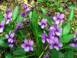 �ض��Ĺ�Ч������