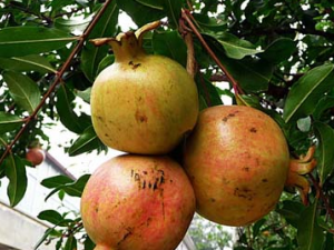 ʯ��Ƥ��ҩ�ü�ֵ