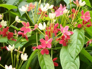 ʹ���ӵĹ�Ч������