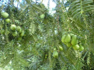 ��ӵĹ�Ч������