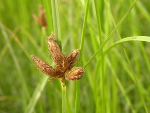 ����Ĺ�Ч������