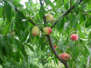 ���ʵĹ�Ч������